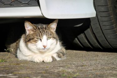 ワイキキの路上駐車事情