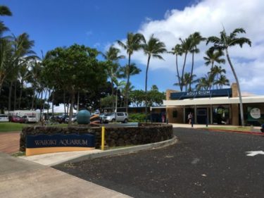 ワイキキ水族館に行ってきた！巨大シャコガイにビックリ！