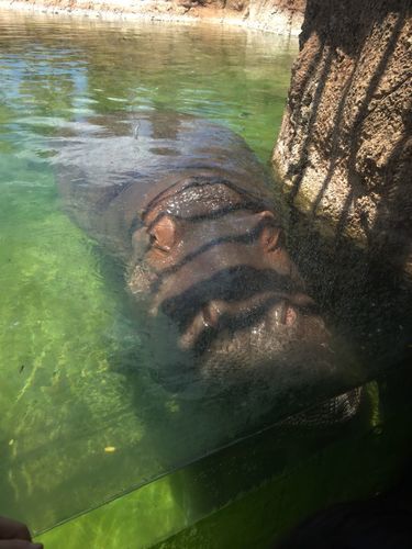 ホノルル動物園のカバが近づいてくる