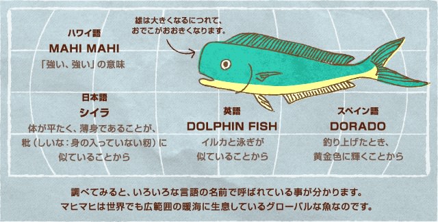 ハワイでお魚を買って料理してみた マヒマヒ Mahi Mahi ハワイの虹の端っこで