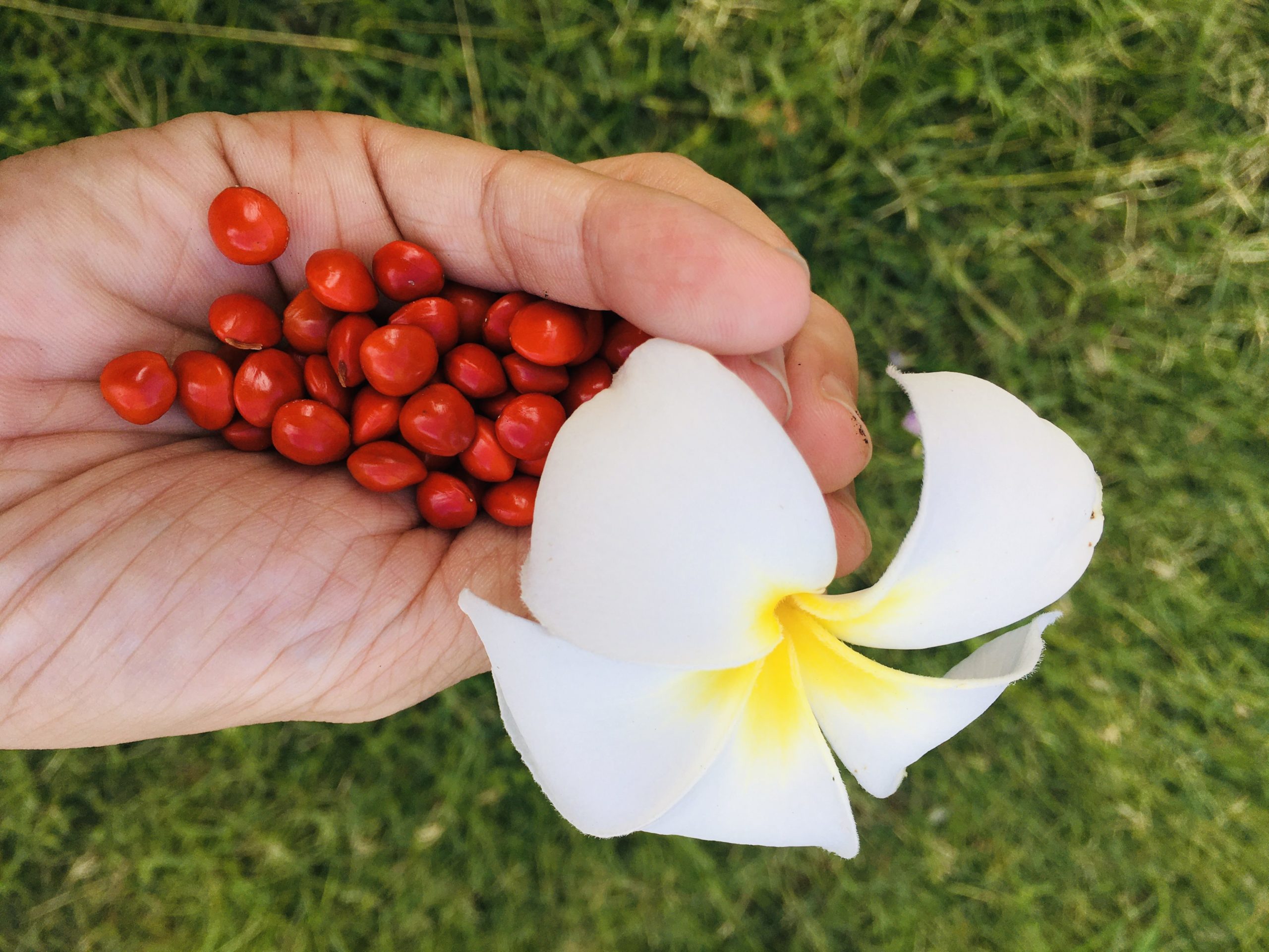 幸せを呼んでくれるんだって ハワイで拾った サガの実 ってなに ハワイの虹の端っこで