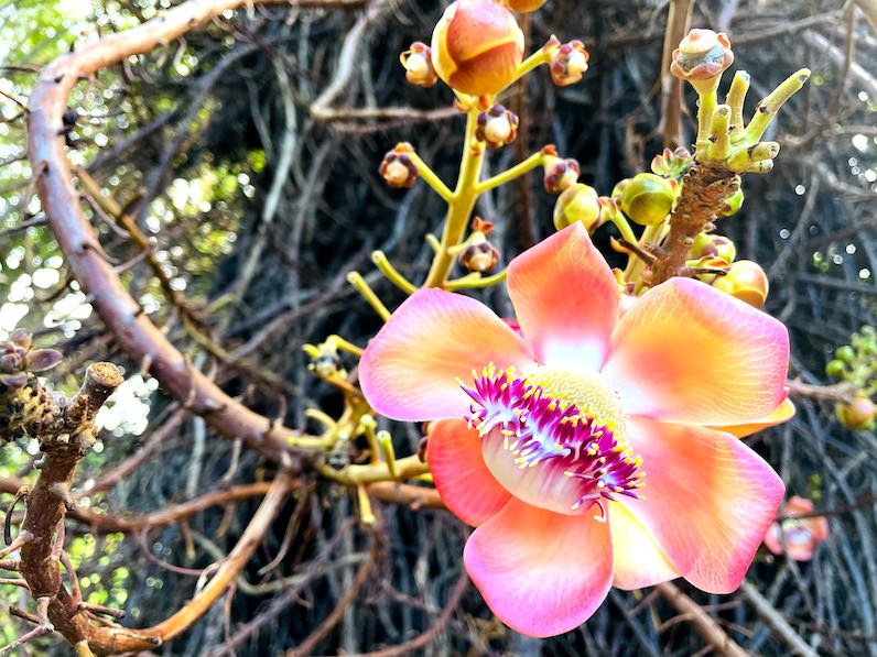 キャノンボールの花（Cannonball tree）　フョスター植物園