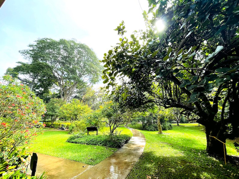 雨上がりのフォスター植物園