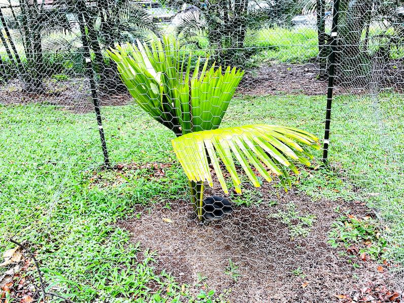 ココデマー成長後・フォスター植物園