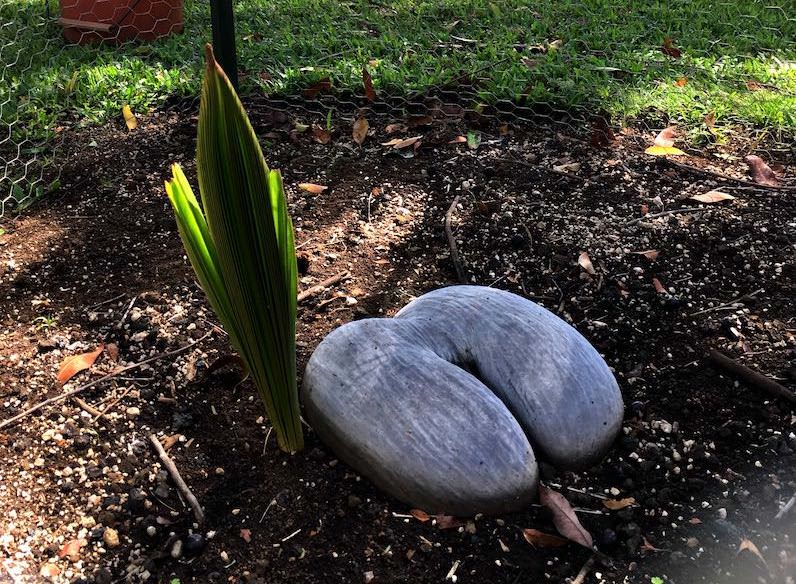 ココデマーの実・フォスター植物園