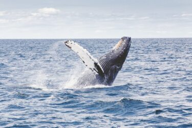 【クジラをめぐる冒険1月編】マカプウトレイルからホエールウォッチング！クジラ見えた？