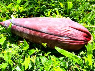 バナナの花を食べてみた！６品のバナナ花料理を召し上がれ〜ハワイで見つけた食材21〜