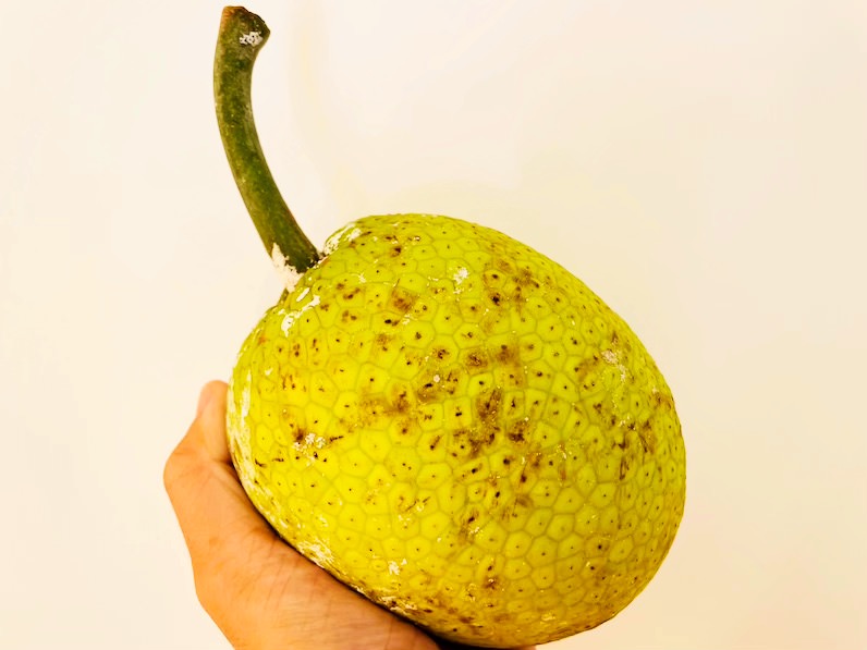 ハワイで買ったパンの実を手に持つ