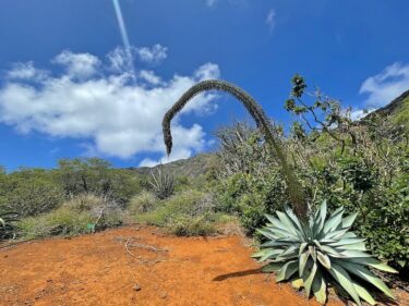 ココ・クレーター・ボタニカル・ガーデンに春が来た！お花の様子を見に行こう！