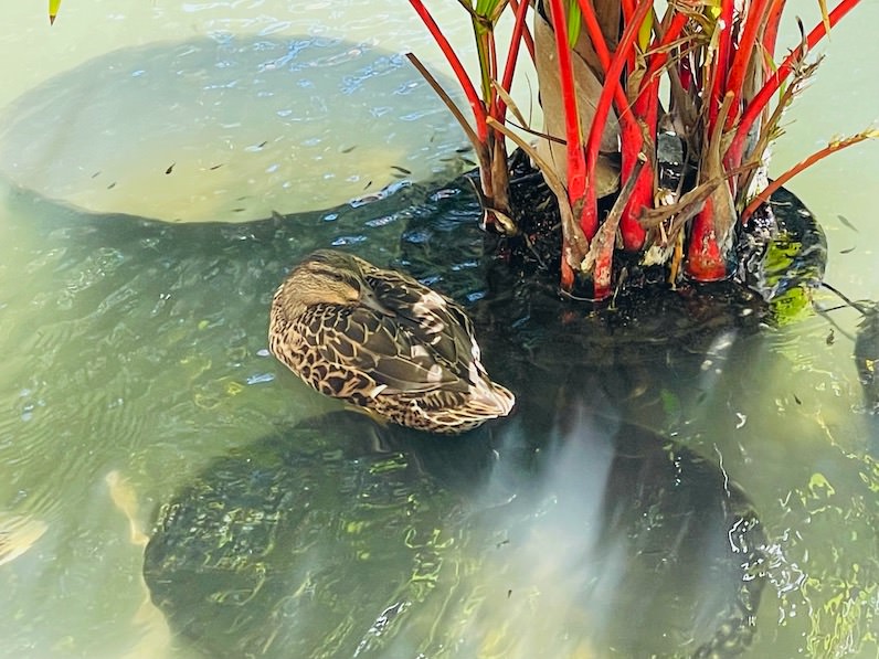 シェラトン・ワイキキの池の鯉