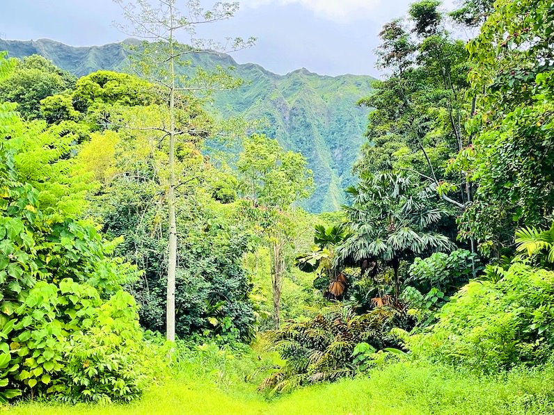 ホオマルヒア植物園の道を外れた密林