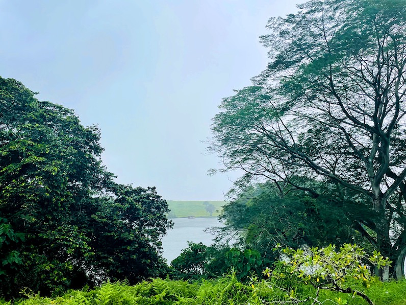 ホオマルヒア植物園の木々の間から雨雲