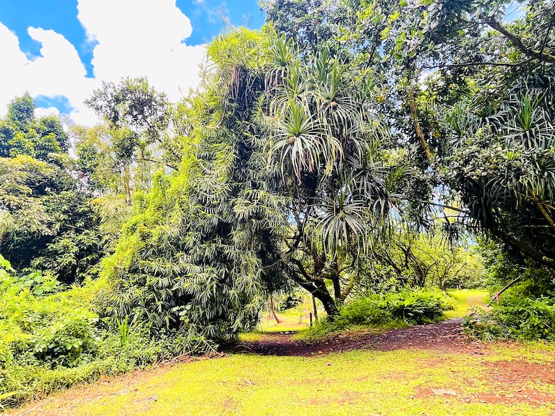 ホオマルヒア植物園のポリネシアンエリア